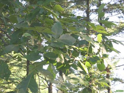 Carya laciniosa (Michx. f.) Loudon (shellbark hickory), branches