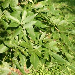 Carya ovalis (Wang.) Sarg. (red hickory), leaves