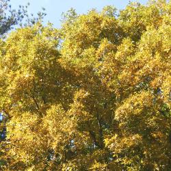 Carya ovalis (Wang.) Sarg. (pignut hickory), growth habit, tree form, fall color