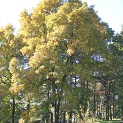 Carya ovalis (Wang.) Sarg. (red hickory), growth habit, tree form, fall color