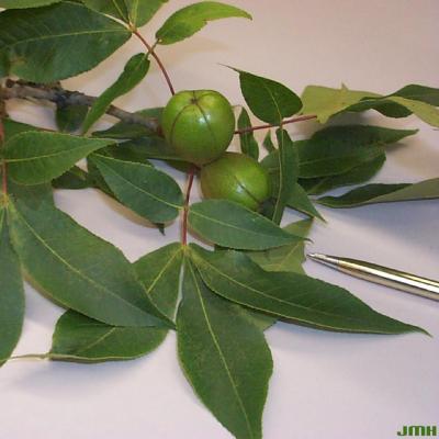 Carya ovata (Mill.) K. Koch (shagbark hickory), fruit and leaves on table