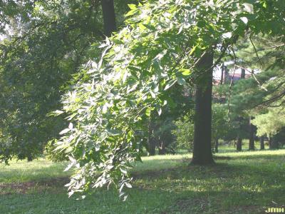 Carya ovalis (Wang.) Sarg. (red hickory), branch