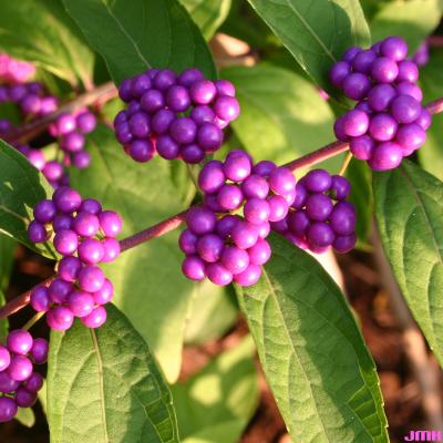 Callicarpa dichotoma ‘Issai’ (Issai purple beautyberry), close-up of fruit
