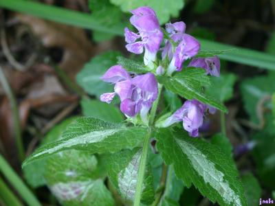 Lamium maculatum ‘Pink Pewter’ (Pink Pewter spotted dead-nettle), flowers