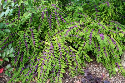 Callicarpa dichotoma ‘Issai’ (Issai purple beautyberry), growth habit, shrub form