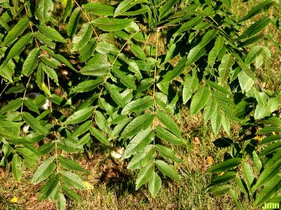 Juglans nigra L. (black walnut), leaves