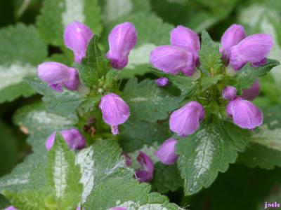 Lamium maculatum ‘Pink Pewter’ (Pink Pewter spotted dead-nettle), close-up of flowers