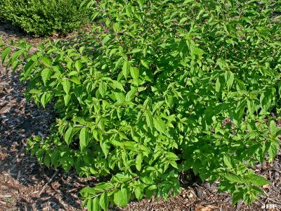 Callicarpa dichotoma ‘Issai’ (Issai purple beautyberry), growth habit, shrub form