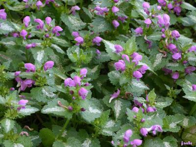 Lamium maculatum ‘Pink Pewter’ (Pink Pewter spotted dead-nettle), growth habit