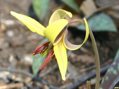 Erythronium americanum Ker-Gawl. (yellow trout-lily), close-up of flower