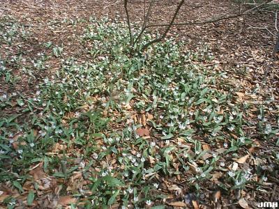 Erythronium albidum Nutt. (white trout-lily), growth habit