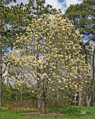 Magnolia ‘Elizabeth’ (Elizabeth magnolia), growth habit, tree form