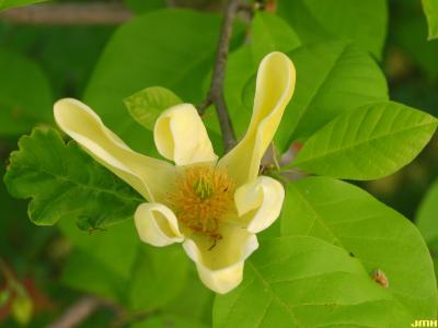 Magnolia ‘Yellow Bird’ (Yellow Bird magnolia), flower