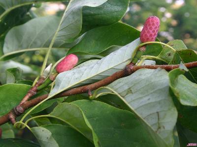Magnolia acuminata L. (cucumbertree), leaves and fruit