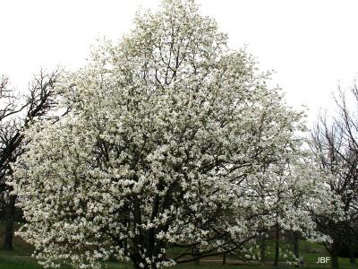 Magnolia kobus DC. (Japanese magnolia), growth habit, tree form