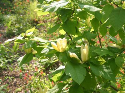 Magnolia ‘Yellow Bird’ (Yellow Bird magnolia), flowers and leaves