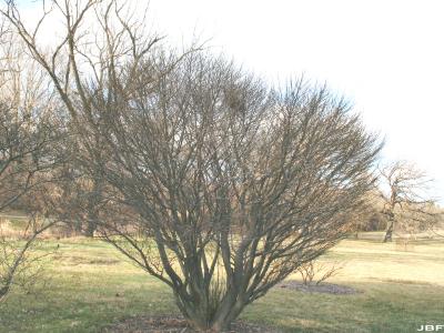 Magnolia kobus ‘Nana Compacta’ (Dwarf Compact northern Japanese magnolia), growth habit, shrub structure in winter