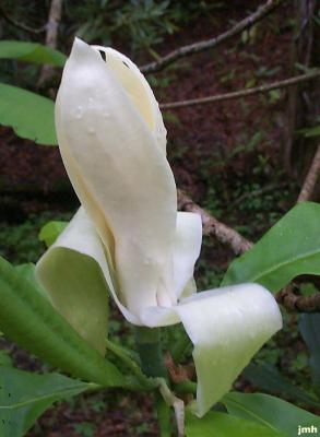 Magnolia tripetala L. (umbrella magnolia), flower bud