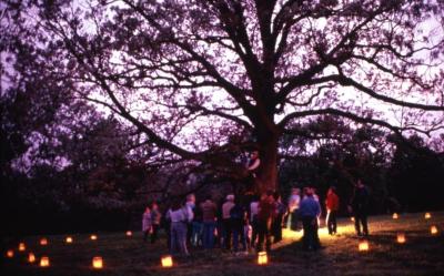 Twilight Tree Walk: Craig Johnson sitting in white oak with crowd below