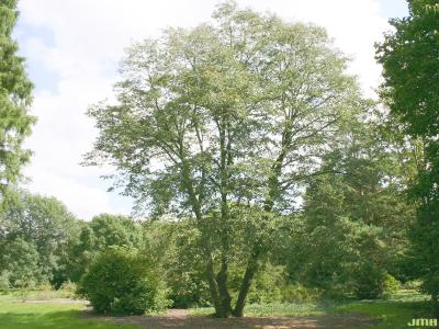 Tilia cordata Mill. (little-leaved linden), growth habit, tree form