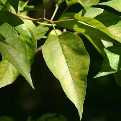 Maclura pomifera (Raf.) C. K. Schneid. (Osage-orange), leaves