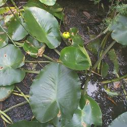 Nuphar lutea (L.) Sm. ssp. variegata (Durand) E.O. Beal (varigated yellow pond-lily), leaves and flower