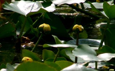 Nuphar advena (Aiton) W. T. Aiton (yellow pond-lily), flowers and leaves