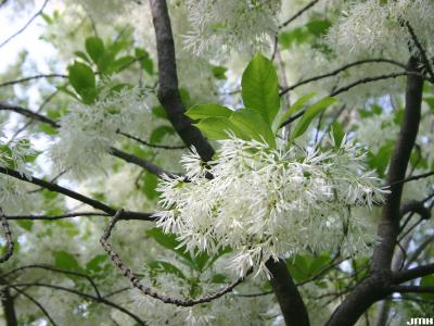 Chionanthus virginicus L. (fringe tree), flowers