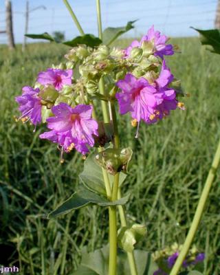 Mirabilis nyctaginea (Michx.) MacMill. (heartleaf four o'clock), flower