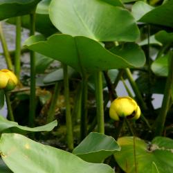 Nuphar advena (Aiton) W. T. Aiton (yellow pond-lily), close-up of flowers