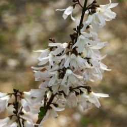 Abeliophyllum distichum Nakai (white-forsythia), flowers