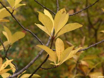Chionanthus virginicus L. (fringe tree), leaves, fall color