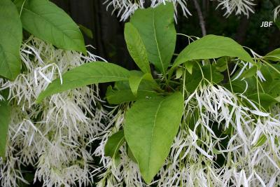 Chionanthus virginicus L. (fringe tree), flowers and leaves