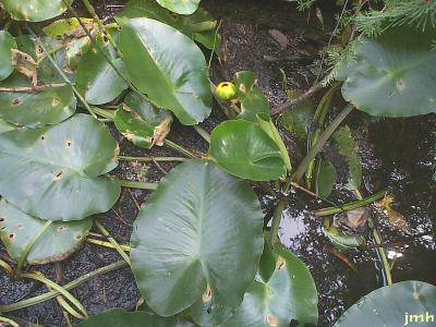Nuphar lutea (L.) Sm. ssp. variegata (Durand) E.O. Beal (varigated yellow pond-lily), leaves and flower