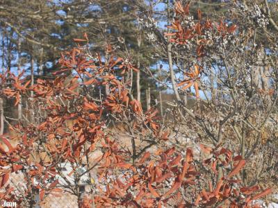 Myrica pensylvanica Loisel. (bayberry), branches, fall color