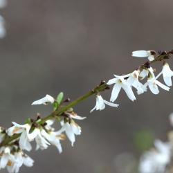 Abeliophyllum distichum Nakai (white-forsythia), flowers
