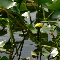Nuphar advena (Aiton) W. T. Aiton (yellow pond-lily), growth habit