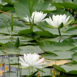 Nymphaea odorata Aiton (fragrant water-lily), growth habit