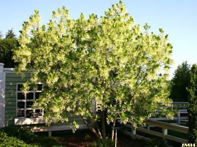 Chionanthus virginicus L. (fringe tree), growth habit, tree form