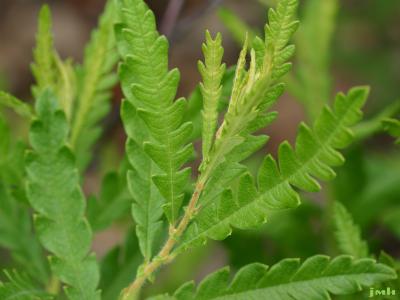 Comptonia peregrina (L.) Coult. (sweet-fern), close-up of leaves