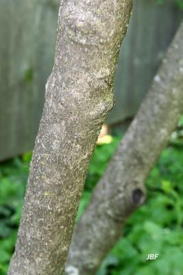 Chionanthus virginicus L. (fringe tree), bark