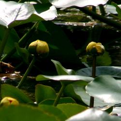 Nuphar advena (Aiton) W. T. Aiton (yellow pond-lily), flowers and leaves