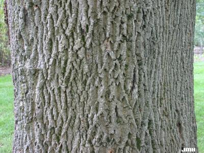 Fraxinus excelsior L. (European ash), bark