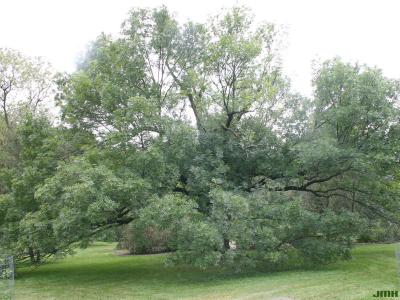 Fraxinus excelsior L. (European ash), growth habit, tree form