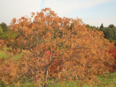 Syringa reticulata ssp. reticulata (Japanese tree lilac), growth habit, tree form, fall color