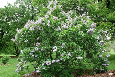 Syringa vulgaris ‘Michel Buchner’ (Michel Buchner common lilac), growth habit, shrub form