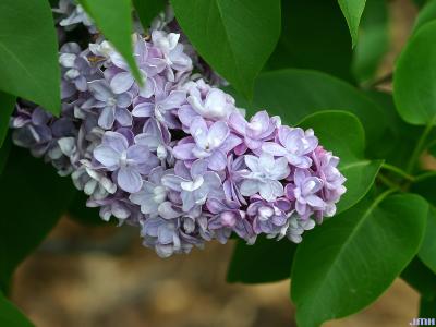 Syringa vulgaris ‘Michel Buchner’ (Michel Buchner common lilac), flowers