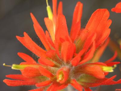 Castilleja coccinea (L.) Spreng. (scarlet Indian paintbrush), close-up of flowers