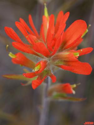 Castilleja coccinea (L.) Spreng. (scarlet Indian paintbrush), close-up of flowers