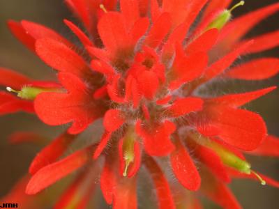 Castilleja coccinea (L.) Spreng. (scarlet Indian paintbrush), close-up of flower